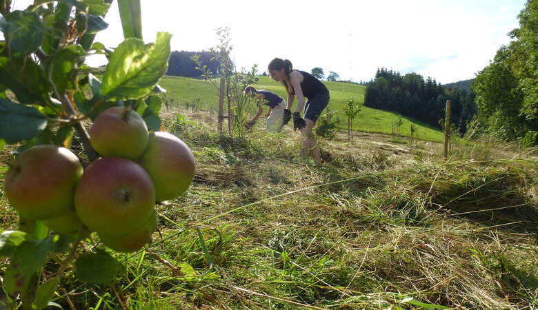 nature outdoor apple picking harvesting volunteer abroad nonprofit cider making eco project