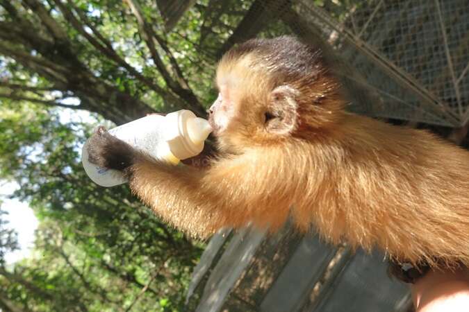 bolivian jungle wildlife rescue centre rehabilitation indigenous community feeding baby monkey