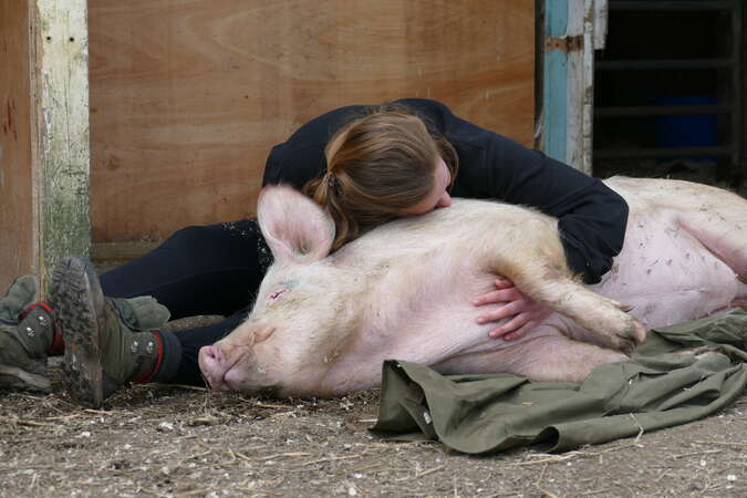 sleepy pig cuddles simple happiness