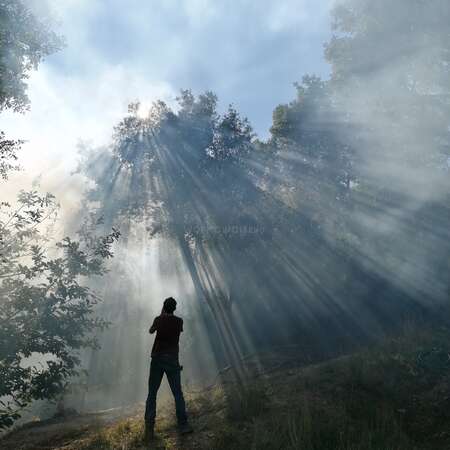 back of solo traveller in forest surrounded by trees gazing up at sky and sunshine