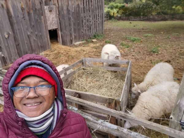 older workawayer as a workaway volunteer helping out with sheep on a farm