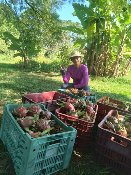 solo female workawayer posing with harvested dragonfruits in a farm