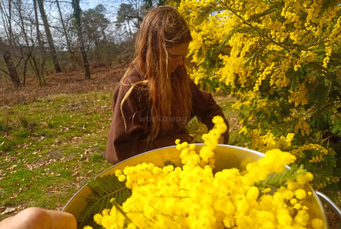 Workawayers picking flowers 