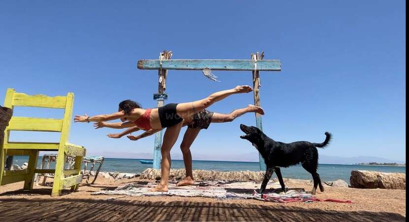 seaside-yoga-workaway-volunteer-project group outdoor workawayers doing yoga with happy dog