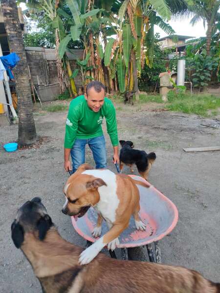 animal-shelter-workaway-unique-solo-travel solo travel workaway volunteer at dog rescue outdoor animal care