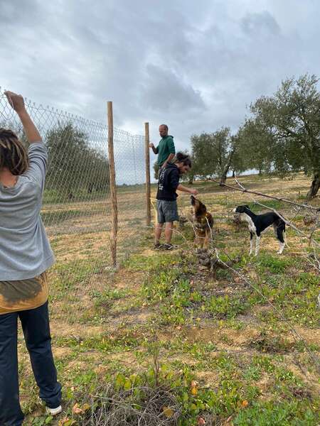 slow-travel-permaculture-travel-volunteering permaculture and animal care project workaway community travel differently