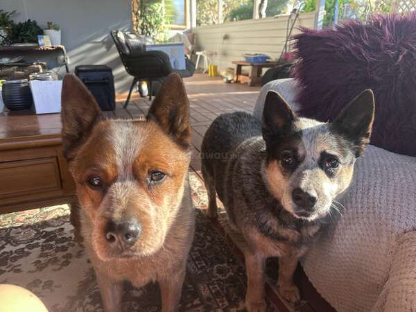 workaway-dogsitting-petsitting-travel cattle dogs pet sitting workaway remote australia