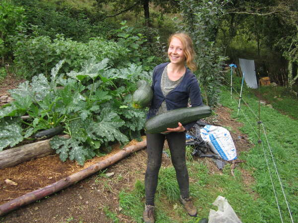solo travel workawayer in spain gardening harvest giant zucchini harvest