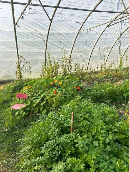 plant-permaculture-growing-greenhouse