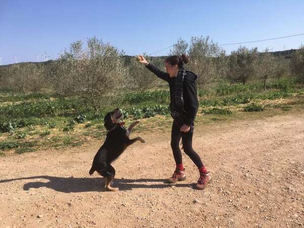 pet-sitting-spain-workaway-dog-play Workaway female volunteer playing fetch with a dog on a rural path surrounded by olive groves in Spain.