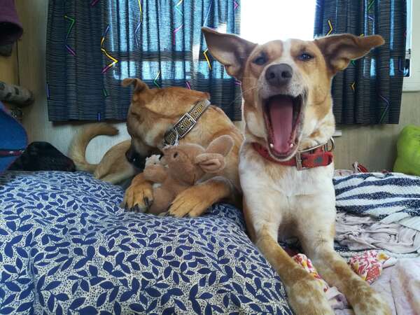 pet-sitting-spain-workaway-dogs Two brown and white dogs relaxing on a bed, one yawning at the camera and the other cuddling a stuffed toy, during a pet sitting experience in Spain.