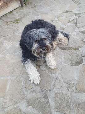 Profile photo of Mungo