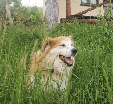 Profile photo of Bobi