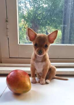 Profile photo of Pablo
