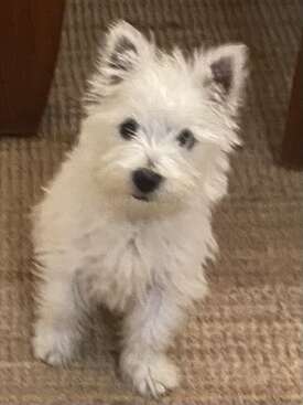 Profile photo of Doogle