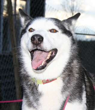 Profile photo of Alasan Huskies 30