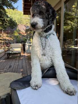 Profile photo of Rosie