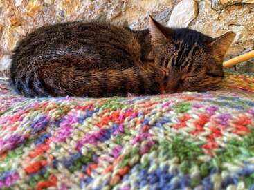 Profile photo of Muezza