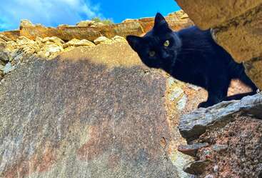 Profile photo of Piuma