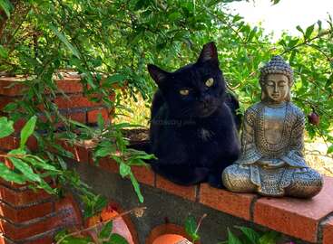 Profile photo of Pasha