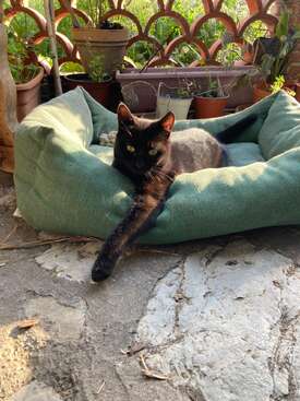 Profile photo of Mini