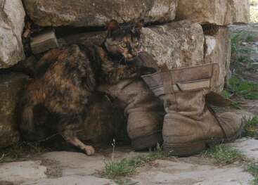 Profile photo of Peppa