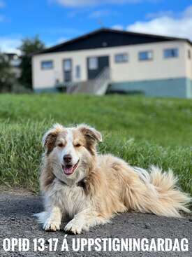 Profile photo of Spori