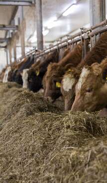 Profile photo of Our cows