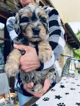 Profile photo of 7 Bergamasco puppies