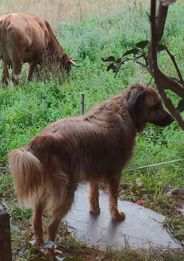 Profile photo of Ginger