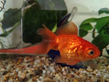 Profile photo of Gold fish