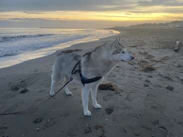 Profile photo of Lupa