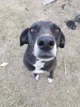 Profile photo of Pipa