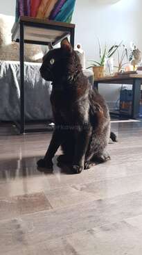 Profile photo of Onyx