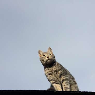 Profile photo of ray