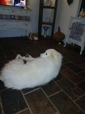 Profile photo of Pantalaimon (Pan)