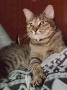 Profile photo of Bella Himilce Bastet