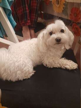 Profile photo of Luna