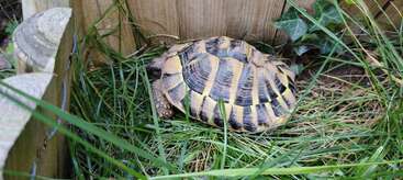 Profile photo of Chicco