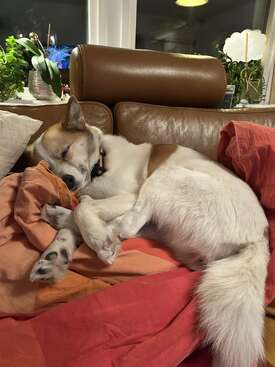 Profile photo of Lådde