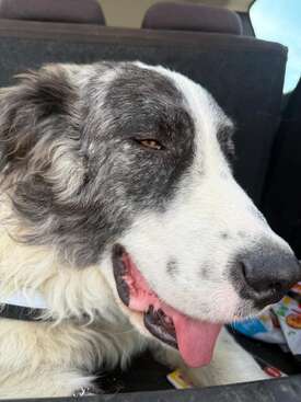 Profile photo of Baloo