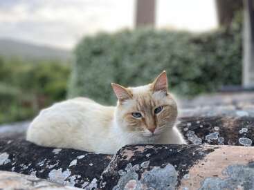 Profile photo of Gandalf