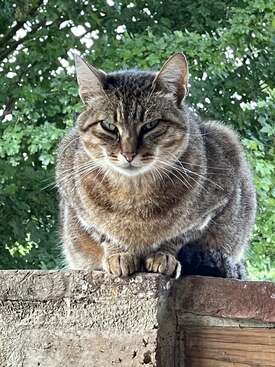 Profile photo of Syrah