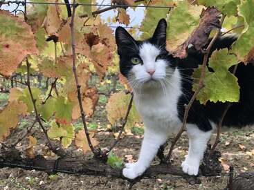 Profile photo of Virgola