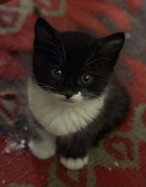 Profile photo of Brix