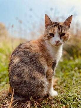 Profile photo of Canela