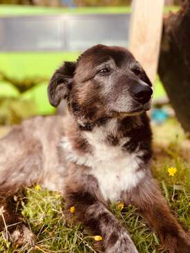 Profile photo of Panchula