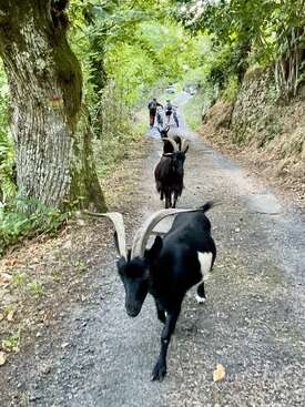 Profile photo of Goats