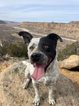 Profile photo of Antler Dogs