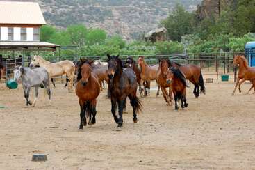 Profile photo of Mustangs